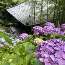 お寺と紫陽花