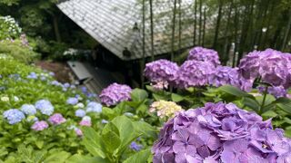 紫陽花目当てなら土日はお勧めしない