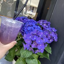 紫陽花とともに