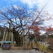 樹齢500年、山桜の古木