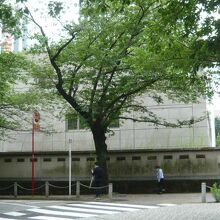 泉通りの桜並木です。背景は、スペイン大使館の裏手になります。