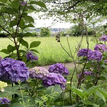 紫陽花と城址公園