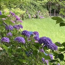 広場を囲むように紫陽花が植えられている