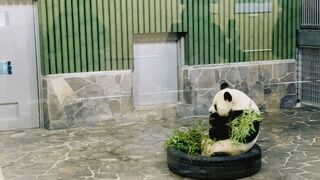 パンダとコアラがいる動物園