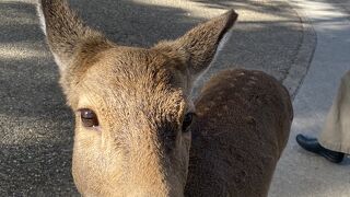 奈良公園