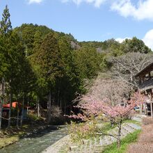 裏手には川が流れ自然豊か