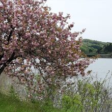 花山青少年旅行村近くの要害キャンプ場に残っていた湖畔の八重桜