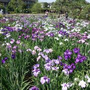 入場無料とは思えない菖蒲園