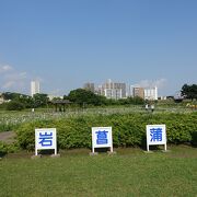 開放感抜群の菖蒲園。