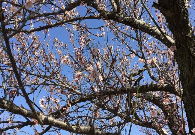 海外旅行に行けないので越生梅林に梅の花を見に来ました。