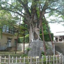 白山神社の大ケヤキです。太い幹の上部から、新しい幹が出ている