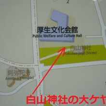 白山神社の大ケヤキは、本社殿前の階段の横にあります。