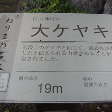 白山神社の大ケヤキは、太い幹部分の高さが約２０ｍあります。