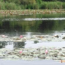 蓮の花が咲く池には水鳥たちもたくさんいます