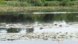 自然以外は何もないところが良いです