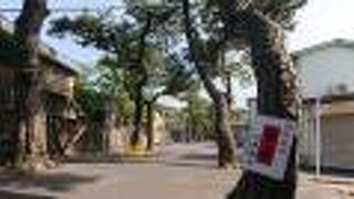 参道の松並木が立派でした