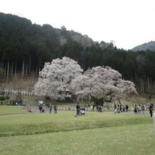 淡墨公園