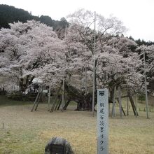 日本三大桜「根尾谷淡墨桜」