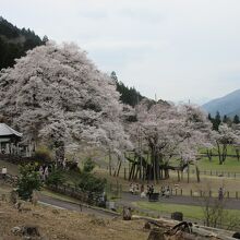 淡墨公園は様々な角度から淡墨桜を愛でる事が可能