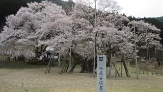 蕾の時点では淡いピンク色が、満開になれば白に、そして散り際には淡い墨色になることから淡墨桜と名付けられたと言われています。