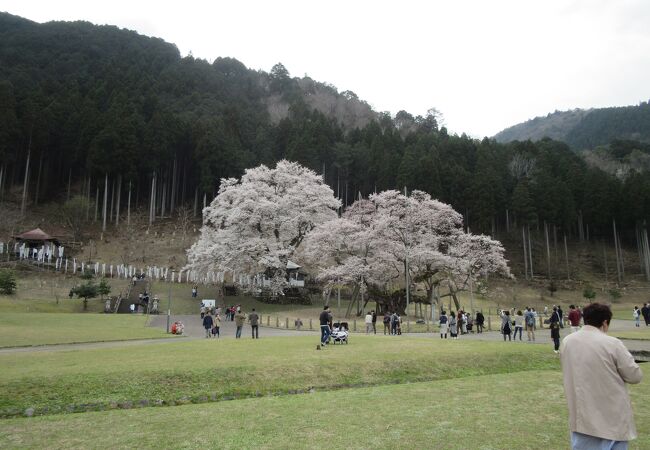 淡墨公園