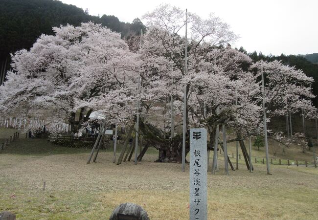 東海地方の花見 クチコミ人気ランキングtop フォートラベル 東海地方の花見 クチコミ人気ランキングtop フォートラベル
