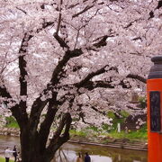 桜並木が素晴らしい!　タイミングを狙って、桜と名鉄(赤い車両がgood!)のコラボ写真も撮れます!