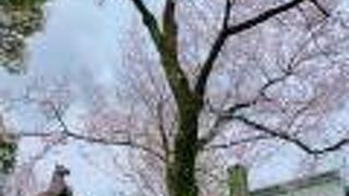 境内の桜と、駆け抜ける馬の銅像がカッコイイ!