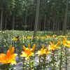 期間限定のゆり園は素晴らしい
