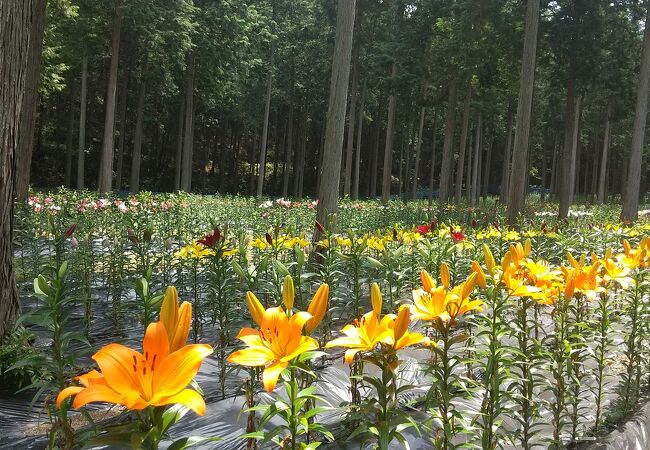 期間限定のゆり園は素晴らしい