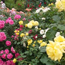 見頃の薔薇の庭園