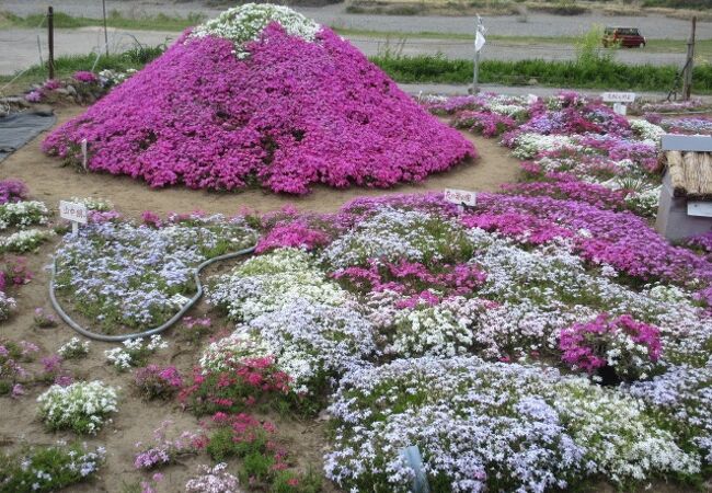 相模川芝ざくらまつり