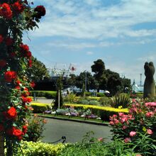 バラの花と日本郵船 氷川丸