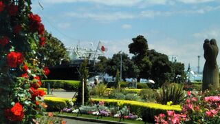 バラの花と日本郵船 氷川丸を