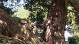 巨木の生命力に圧倒されます。