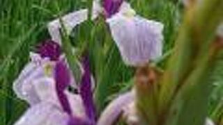 今年は花も早い