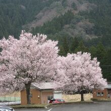 周辺は多くの桜が植樹されていました