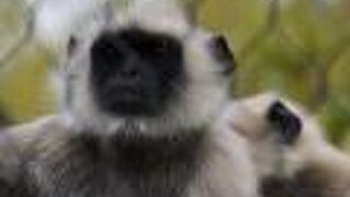 日本でここだけハヌマンラングール！