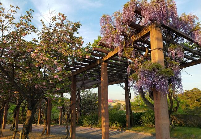 ウォーキングにお花見に