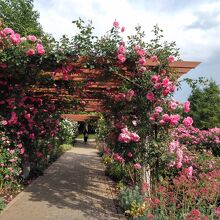 「花のプロムナードゾーン」のバラのトンネルです。