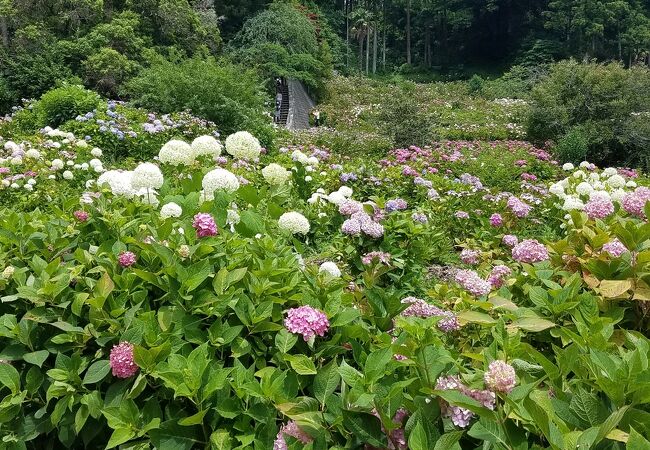 紫陽花綺麗でした。