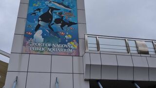 イルカやシャチ