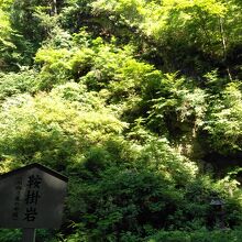 木や草の境が良く分かりません。