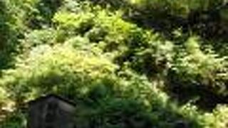 木も生えています。