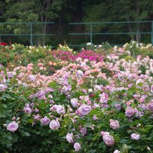 今年もバラは満開で年々花弁の重なりが大きくなるのが楽しみです