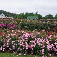 ここの良さは、周りの風景をドイツ風にしていることも１つです。