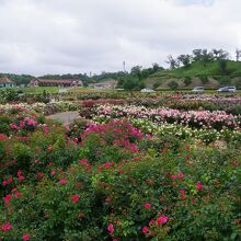 このように車で園内を自由に周れるのはとても良い事だと思います