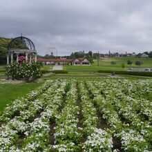 特にドイツ風の建物が風景に映り込むのは写真好きにはたまりまん