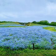 癒される公園