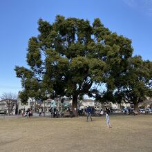 芝生広場